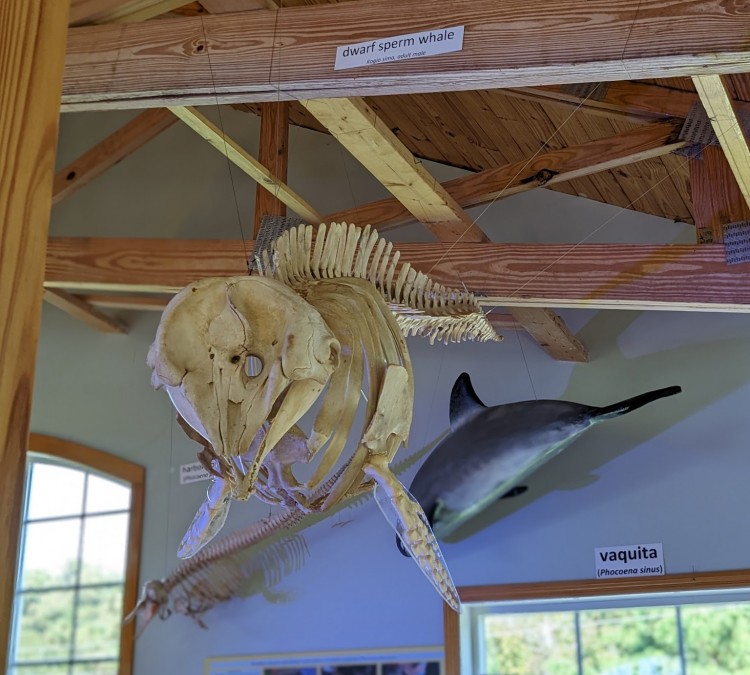 Bonehenge Whale Center (Beaufort,&nbspNC)
